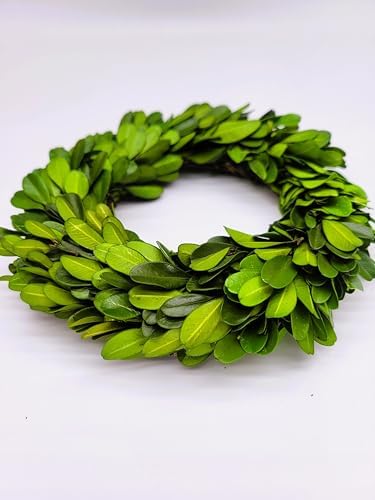 Mini Wreath 6 Preserved Boxwood Decor