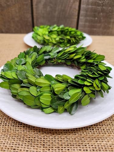 Mini Wreath 6 Preserved Boxwood Decor
