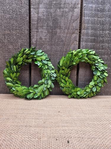 Mini Wreath 6 Preserved Boxwood Decor