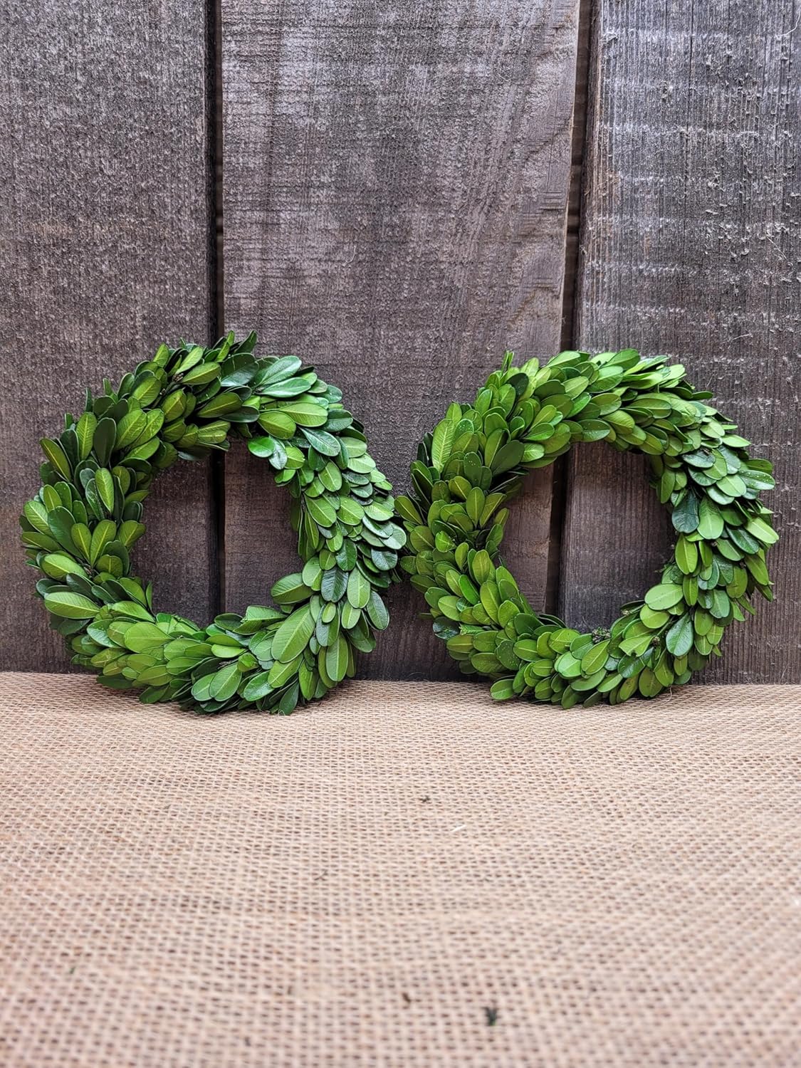 Mini Wreath 6 Preserved Boxwood Decor